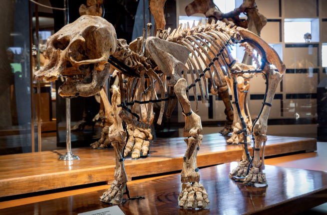 Collegamento a The diet of Sicilian dwarf elephants was predominantly herbivorous