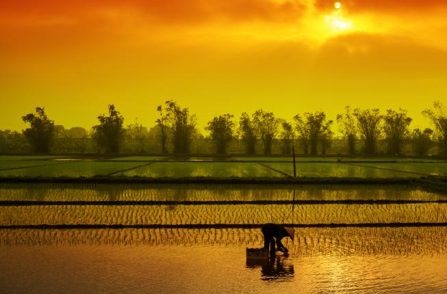 Collegamento a Il delta del Mekong può essere salvato?